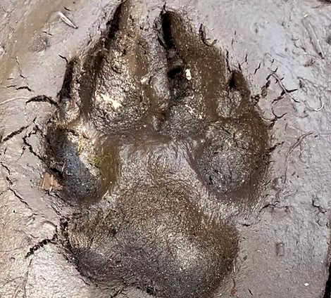 empreinte de loup dans la boue
