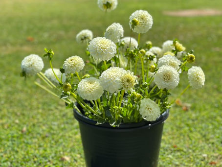 DIY Wedding Flowers: Beautiful, Seasonal & Grown Right Here in Herefordshire