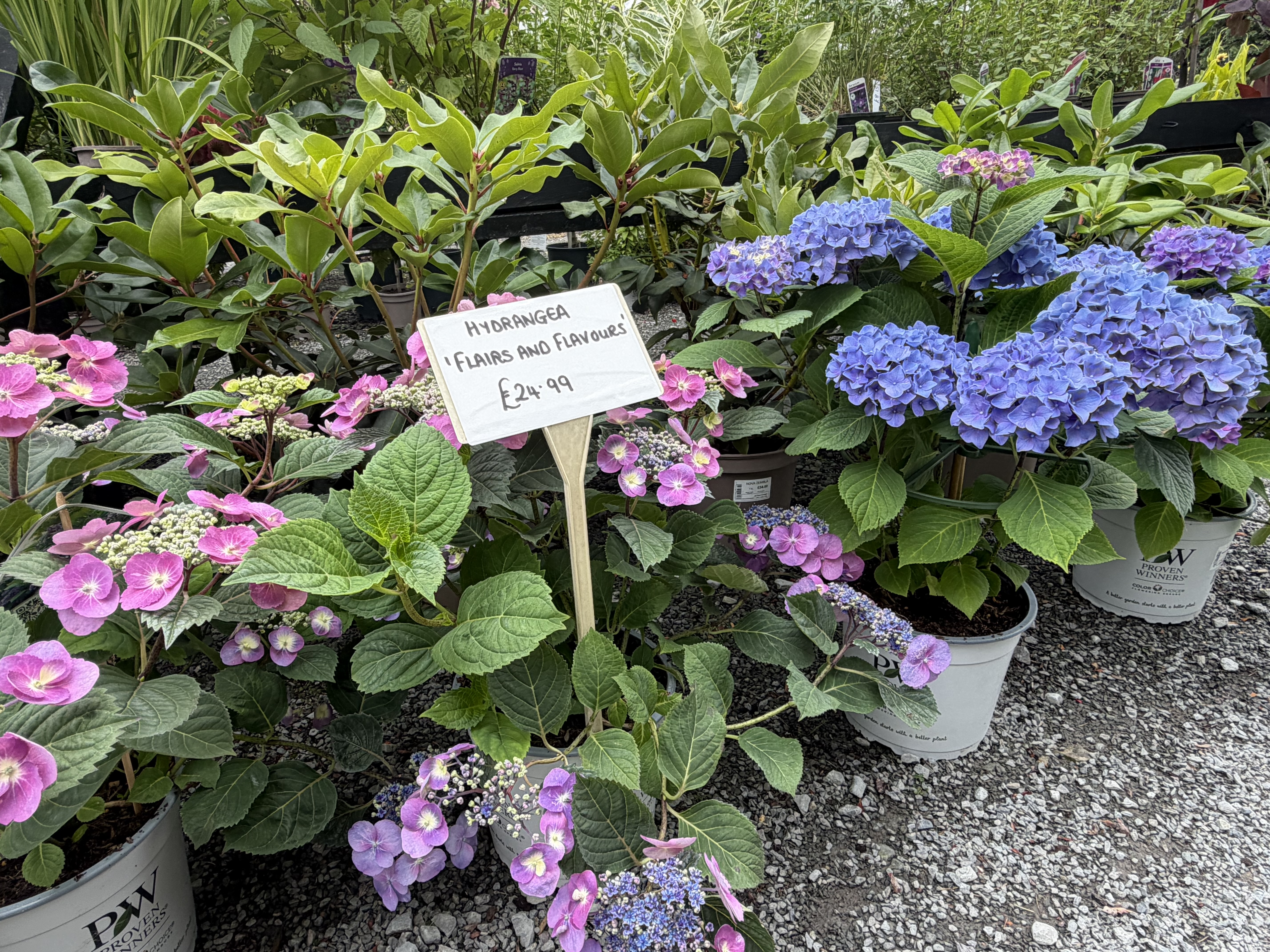 spring flowers