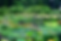 Kitchen Garden.png
