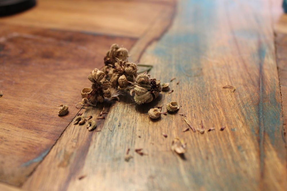 Saving Calendula & Strawflower Seeds