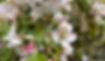 Flowers_edited.jpg