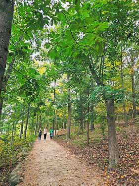 a walk in the wood