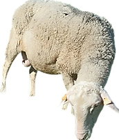 CHIPITA_edited.png