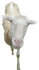 gloria.png