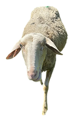 DALHIA_edited.png