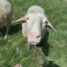 COTON.jpg