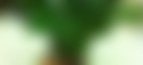 Bảy loài cây cảnh được khuyên dùng trong khách sạn