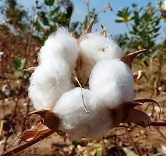 Filièeres agricoles-capsule coton-Burkina Faso.jpg