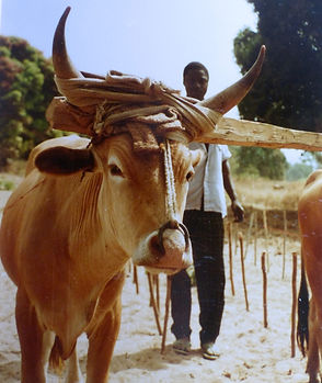 Projet développement rural Goual Kundara-culture attelée-boeuf de labour
