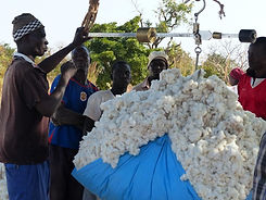 Filière Coton Burkina- pesée coton sur Marché autogéré près Nagré