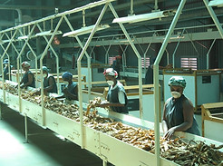 Filière tabac Madagascar-picking