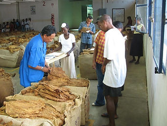 Filière tabac Madagascar-Agréage tabacs