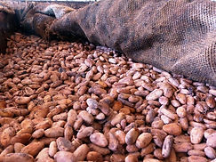 Production cacao aromatique Côte Ivoire-fèves en caisse de fermentation