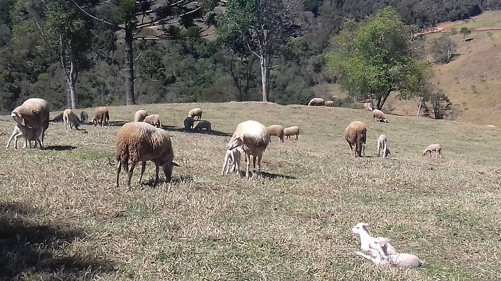 Ovelhas na Fazenda Aracatu