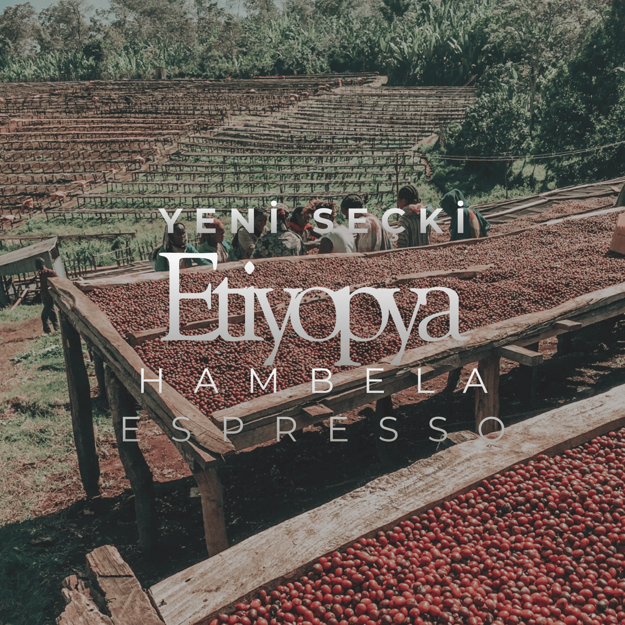 Ethiopia Hambella