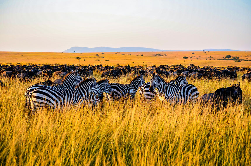 Main Page zebra option 2.jpg