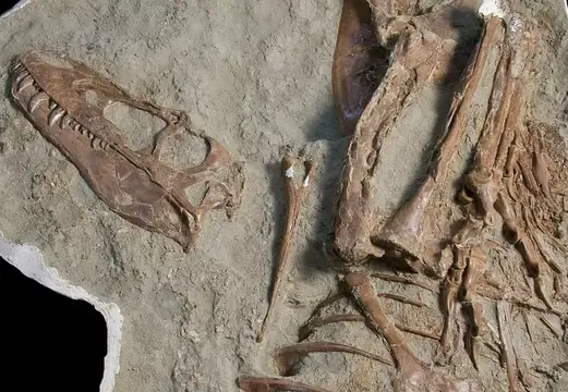 75 milyon yıllık T-Rex’in midesinde iki yavru dinozor fosili çıktı