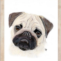 Pug Portrait