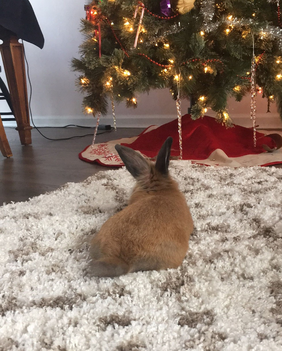 Bunny on rug