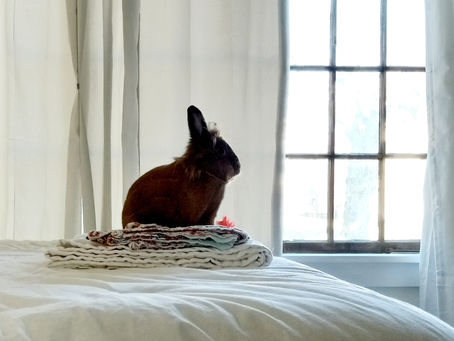 Bunny, $99 Milk, and I Finally Painted the Closets