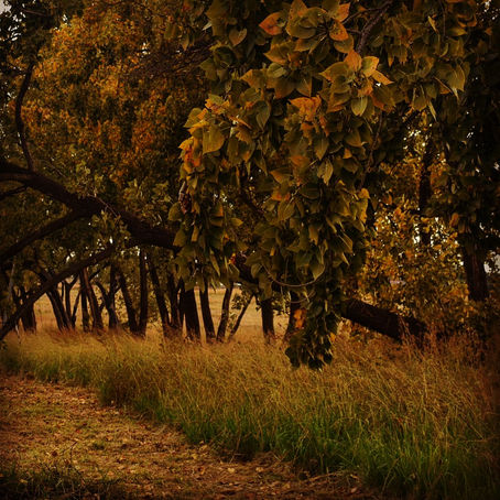 Shedding the past like autumn leaves