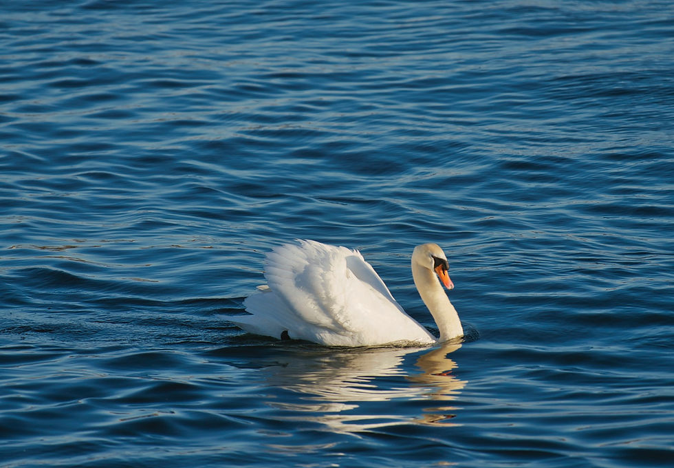Swan2.jpg