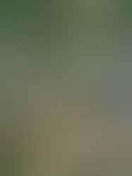 Two dragonflies perch on a reed above rippling water, with a Stuart Photo watermark in the lower right.