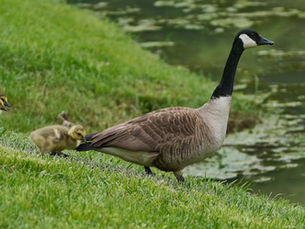 Abandoning My iPhone Snobbery To Film Canada Geese