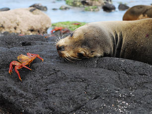Galapagos Islands Animals Like Nowhere Else on Earth
