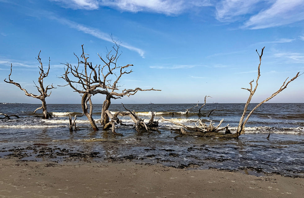 The enchanting beauty of the driftwood forest at Jekyll Island.