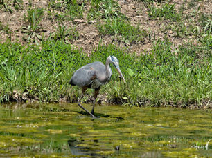 A great blue heron on the hunt.