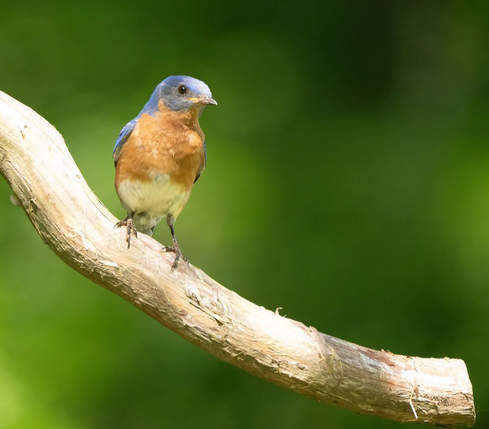 The bluebird of paradise