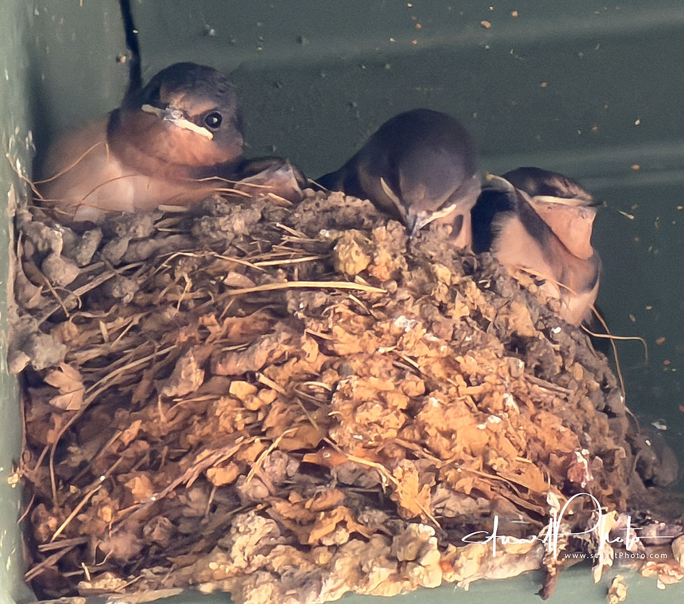 Curious baby barn swallows