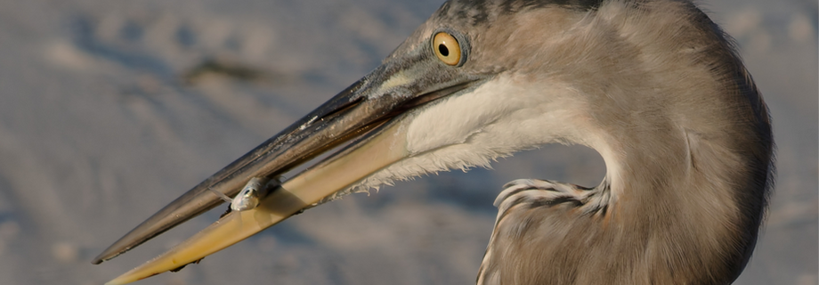 A Protrait of a Great Blue Heron on the beach