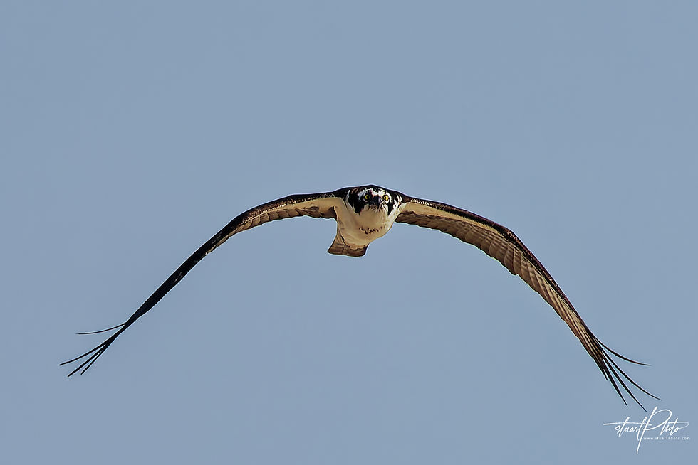 The Osprey. Click here to purchase prints.