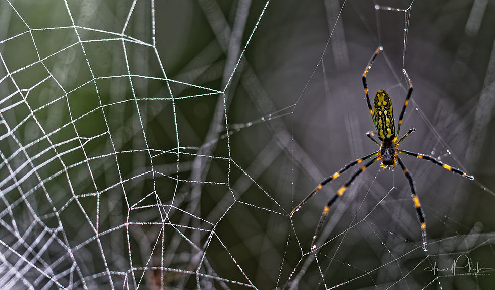 Yellow-and-black spider on a dew-covered web against a blurred green background; watermark at bottom right.