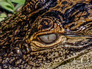 The Gator Stare