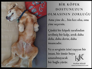 Bir Köpek Dostunuzun Olmasının Zorluğu