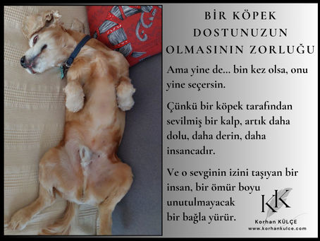 Bir Köpek Dostunuzun Olmasının Zorluğu