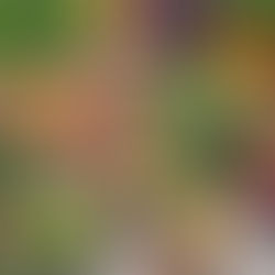 The New Dietary Guidelines 