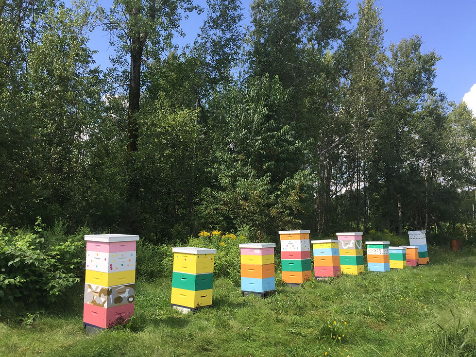 Miniature : REINE ABEILLE