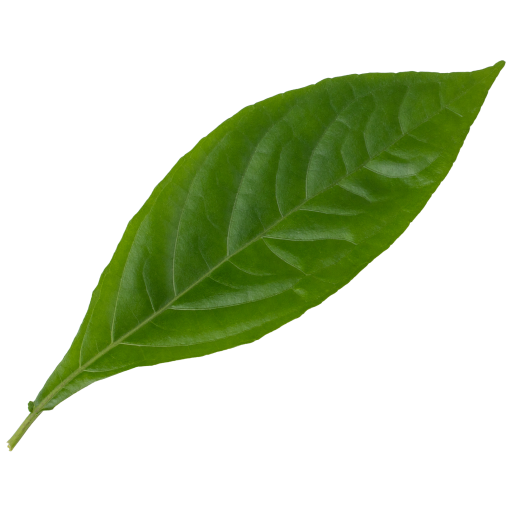 oliygb