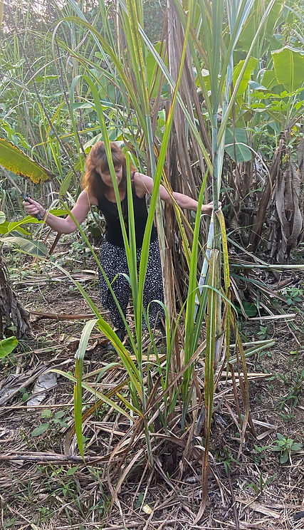Cutting sugar cane