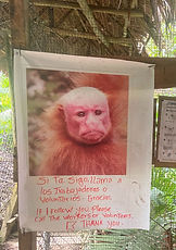Ken the monkey
