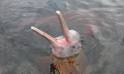 Pink dolphin