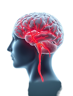 Brain Sketch_edited_edited_edited_edited