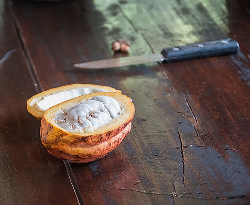 Cacao