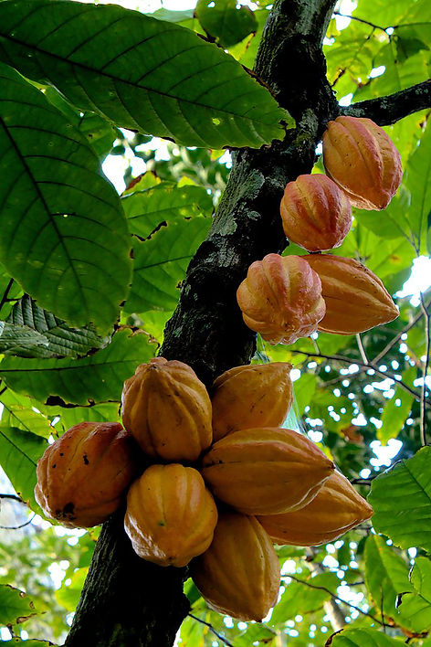 The cacao tree