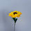 Thumbnail: Gerbera Daisy
